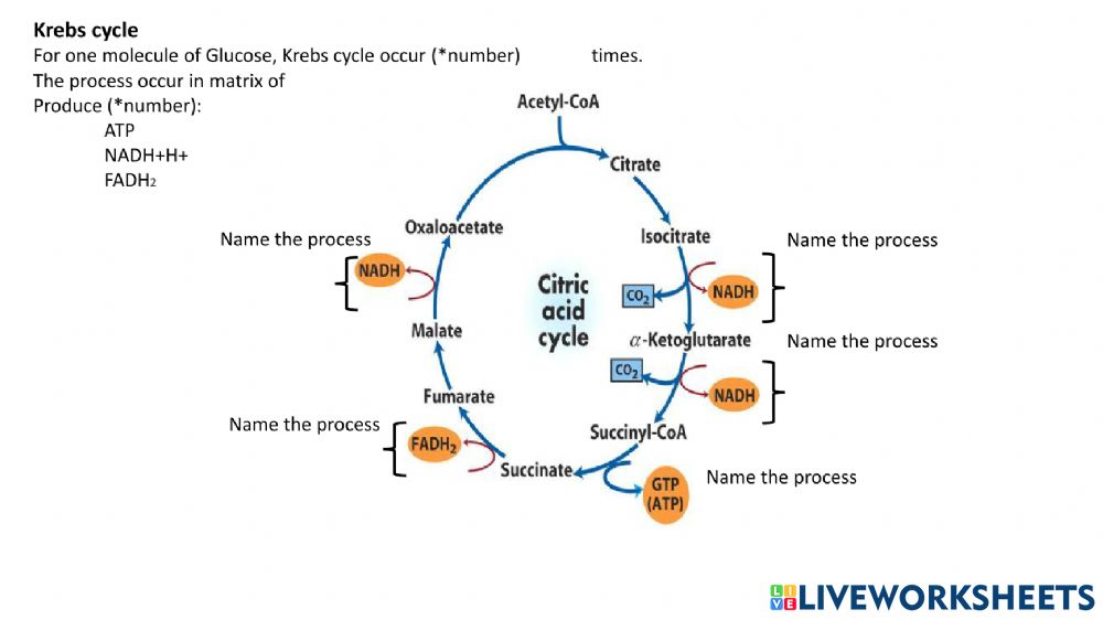 Krebs Cycle Worksheet