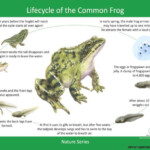 Ks2 Life Cycles Pdf Yahoo Image Search Results Life Cycles Frog