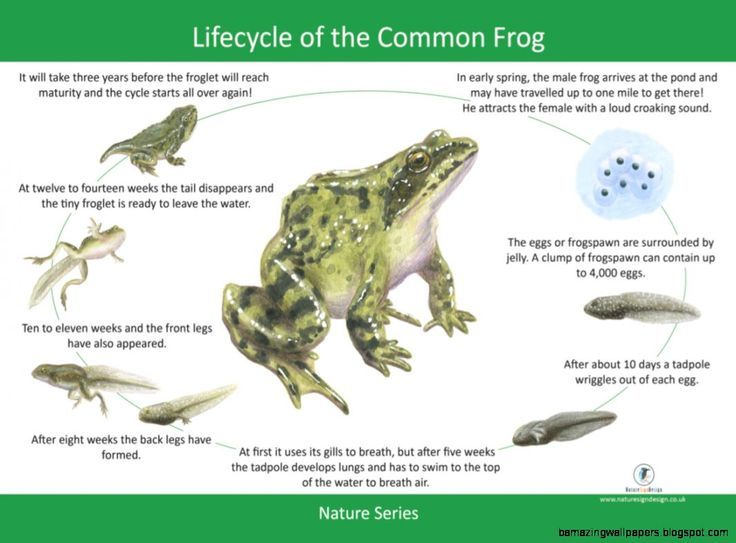 Ks2 Life Cycles Pdf Yahoo Image Search Results Life Cycles Frog 