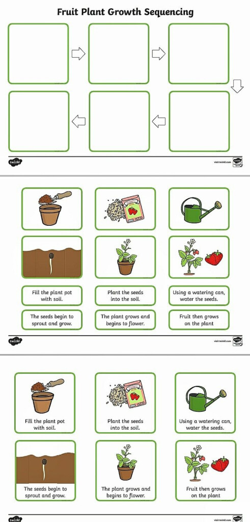 KS2 Plant Growth Sequencing Plant Lifecycle Printable Worksheet 