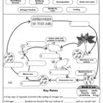 Label Nitrogen Cycle Worksheet Printable Worksheets And Activities