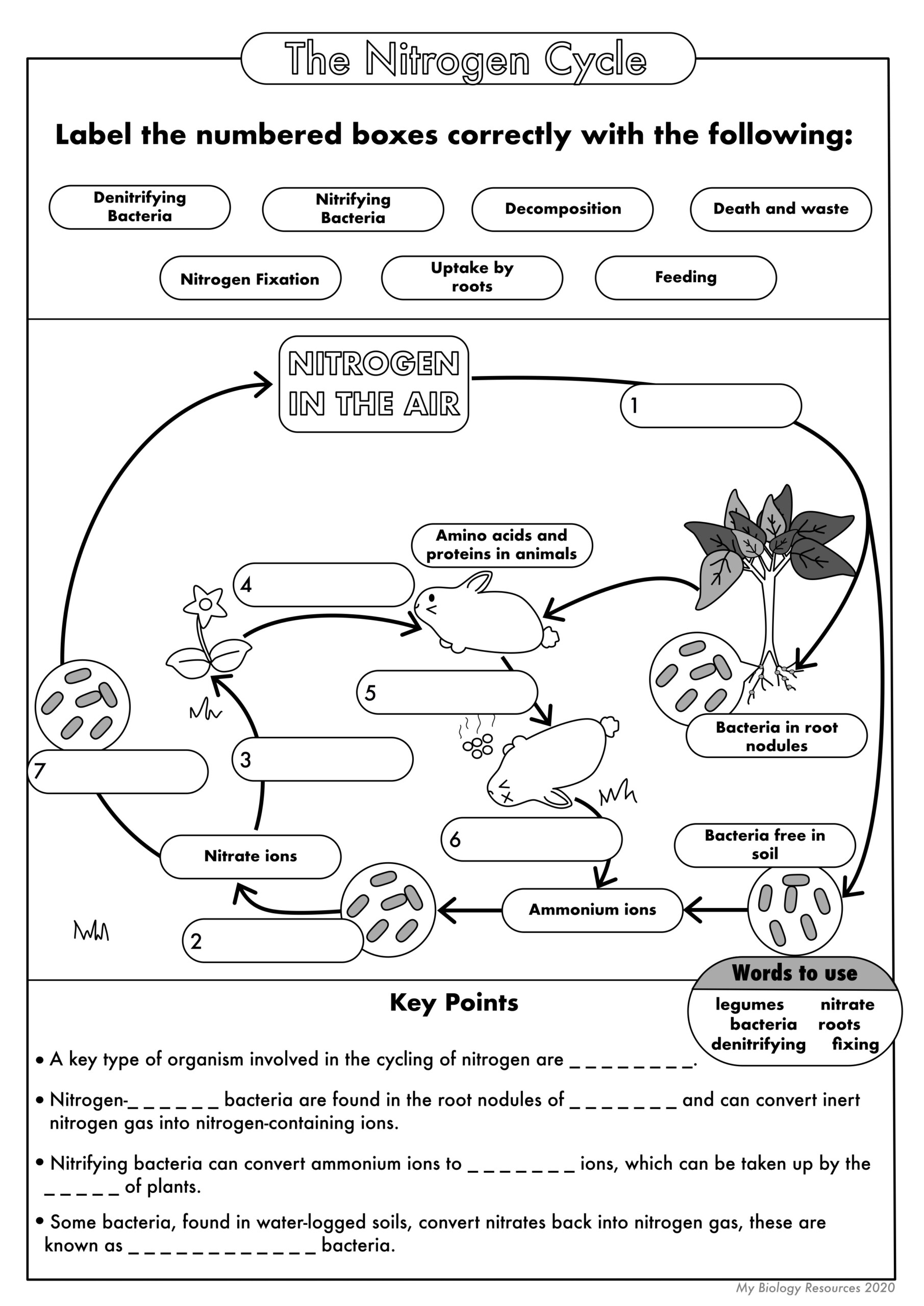 Label Nitrogen Cycle Worksheet Printable Worksheets And Activities 