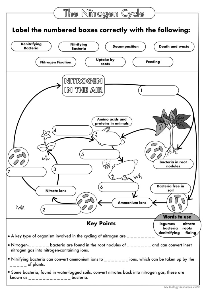 Label Nitrogen Cycle Worksheet Printable Worksheets And Activities 