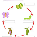 Label The Stages Of The Butterfly Life Cycle PrimaryLearning