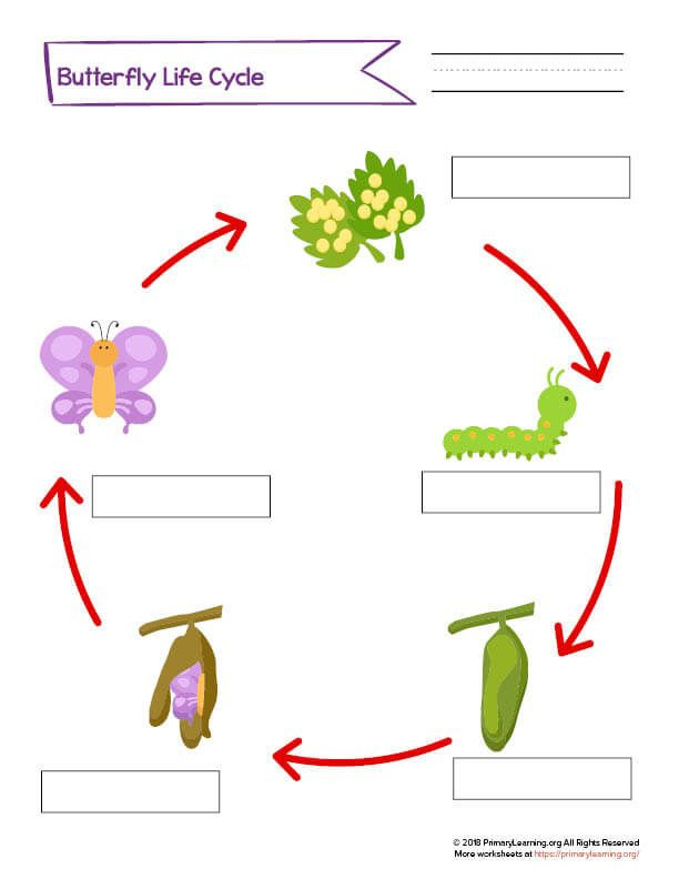 Label The Stages Of The Butterfly Life Cycle PrimaryLearning