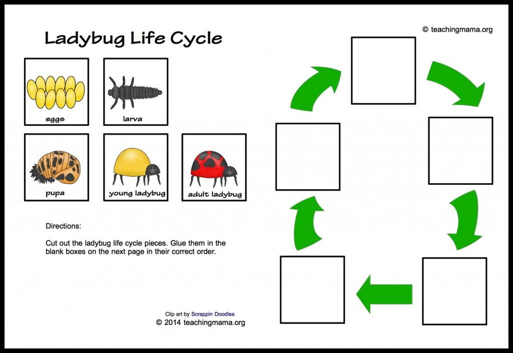 Ladybug Life Cycle Printables Activities Ladybug Life Cycle Life 