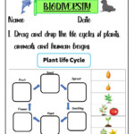 Life Cycle Activity