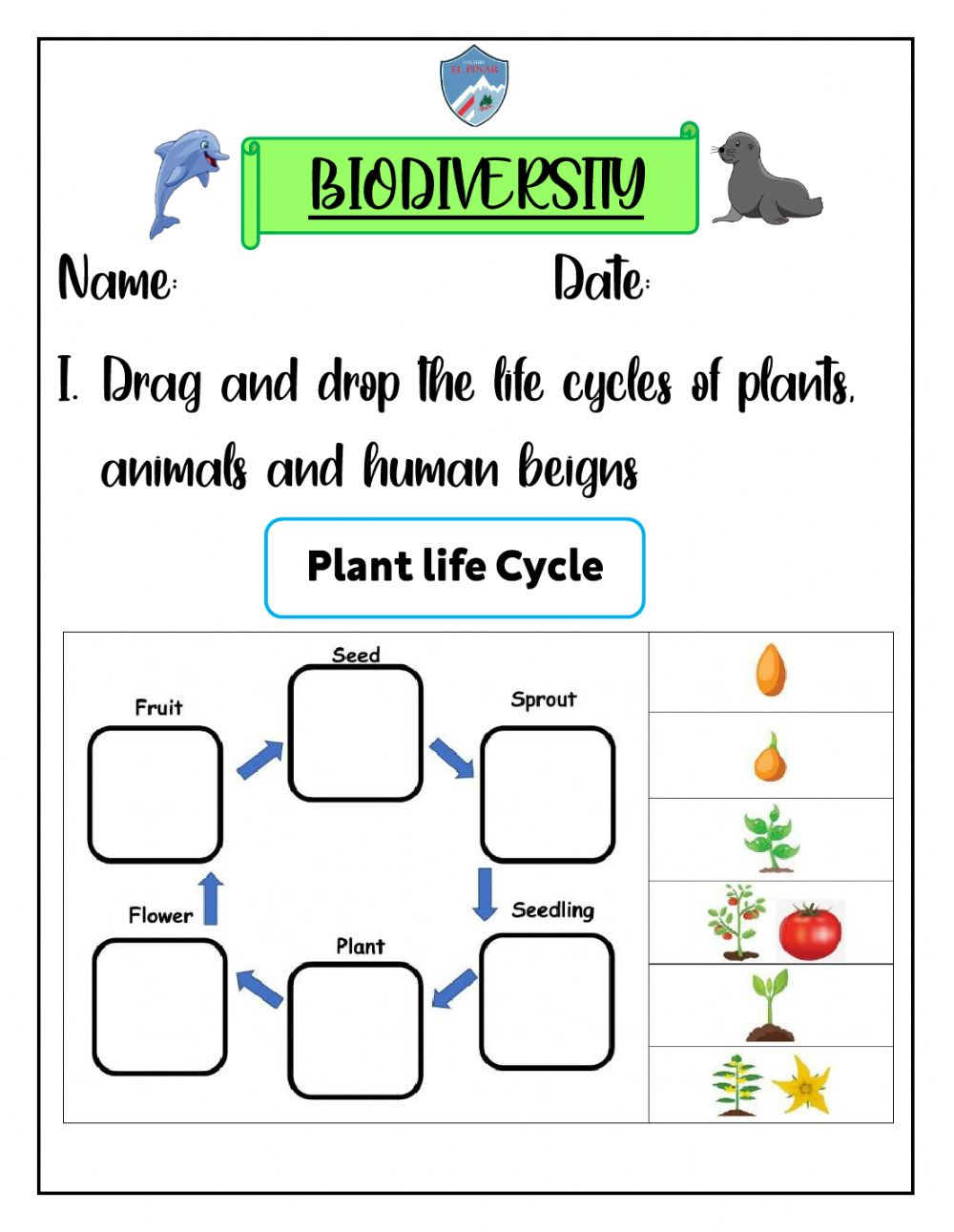 Life Cycle Activity