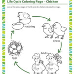 Life cycle coloring page chicken Crafts And Worksheets For Preschool