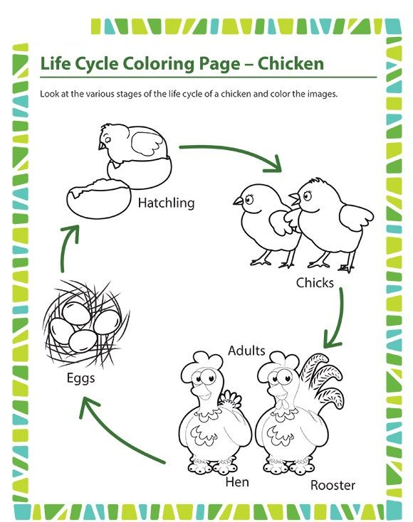 Life cycle coloring page chicken Crafts And Worksheets For Preschool 