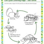 Life Cycle Coloring Page Sea Turtle Science Printable SoD