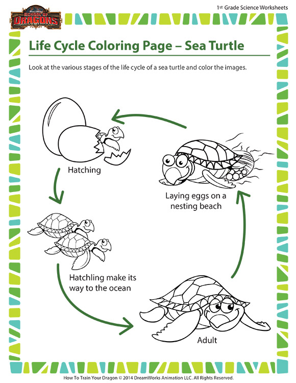 Life Cycle Coloring Page Sea Turtle Science Printable SoD