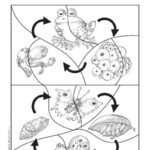 Life Cycle Jigsaw Primary KS1 Teaching Resource Scholastic