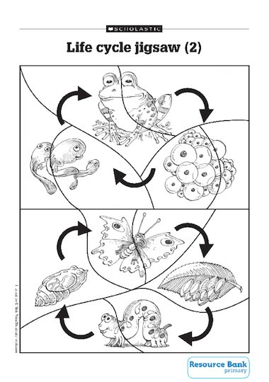 Life Cycle Jigsaw Primary KS1 Teaching Resource Scholastic