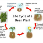 Life Cycle Of A Bean Plant Science Lesson For Grade 1 A Life Cycle