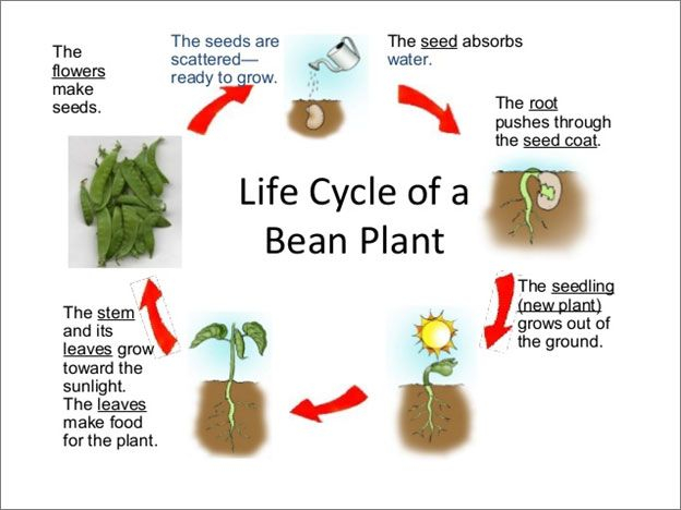 Life Cycle Of A Bean Plant Science Lesson For Grade 1 A Life Cycle