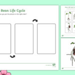 Life Cycle Of A Bean Worksheet And Posters teacher Made