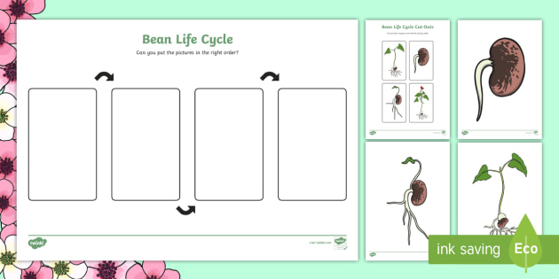 Life Cycle Of A Bean Worksheet And Posters teacher Made 