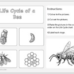 Life Cycle Of A Bee Worksheet 2 Studyladder Interactive Learning Games