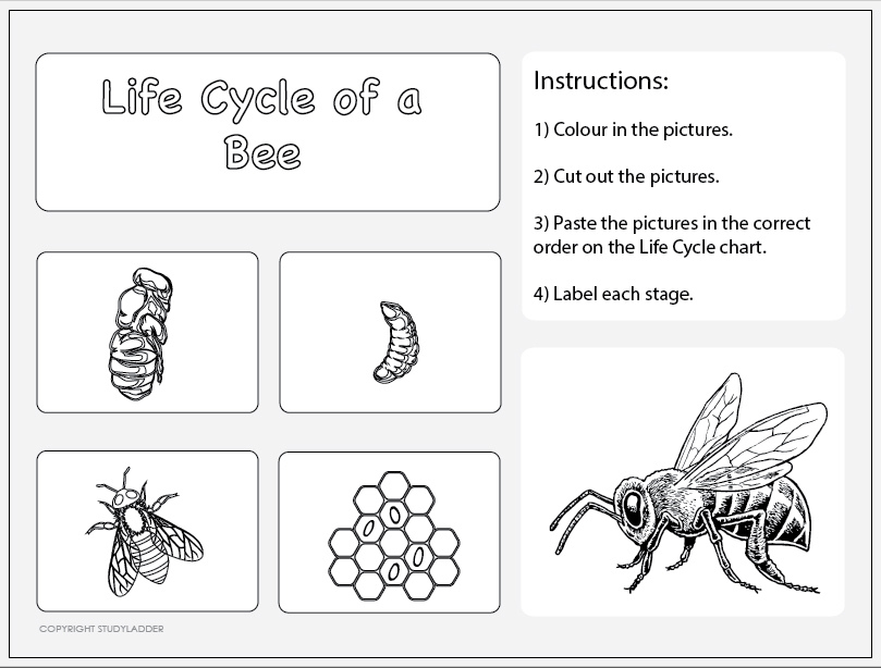 Life Cycle Of A Bee Worksheet 2 Studyladder Interactive Learning Games