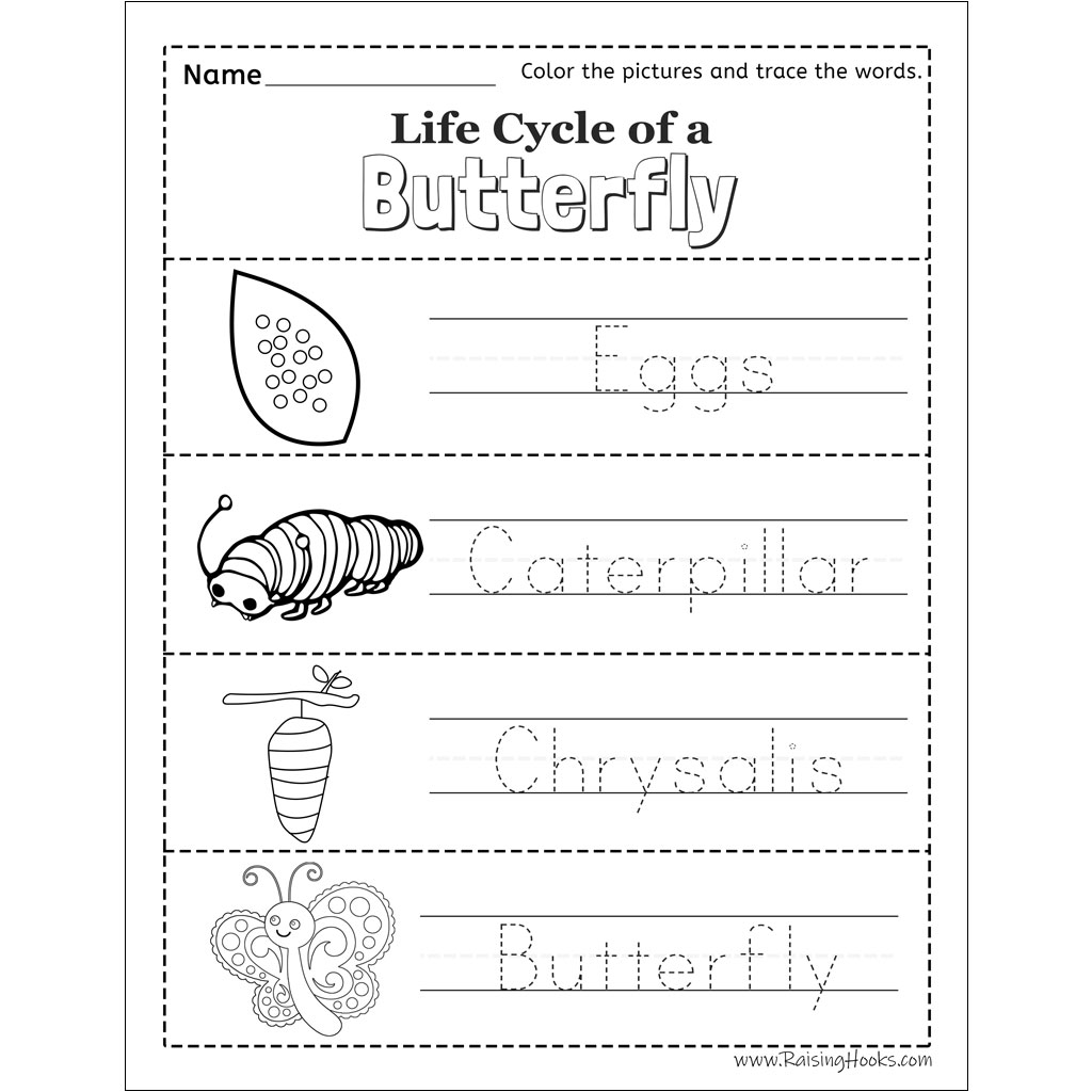 Life Cycle Of A Butterfly Tracing Worksheet Raising Hooks Life 