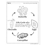 Life Cycle Of A Butterfly Worksheet Raising Hooks