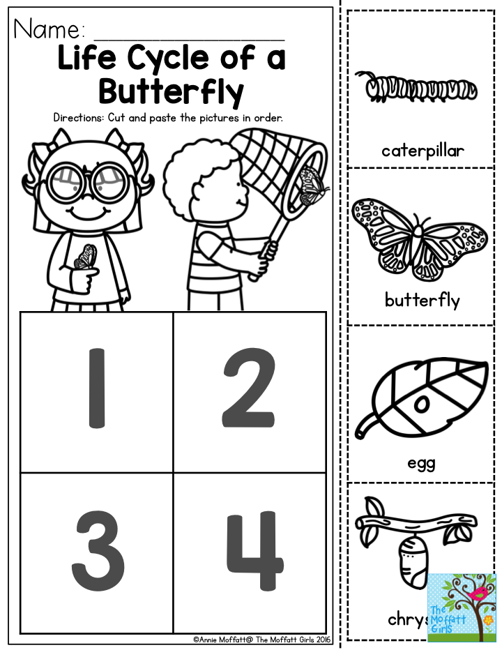 Life Cycle Of A Butterfly You Can Teach The Basic Concepts Of