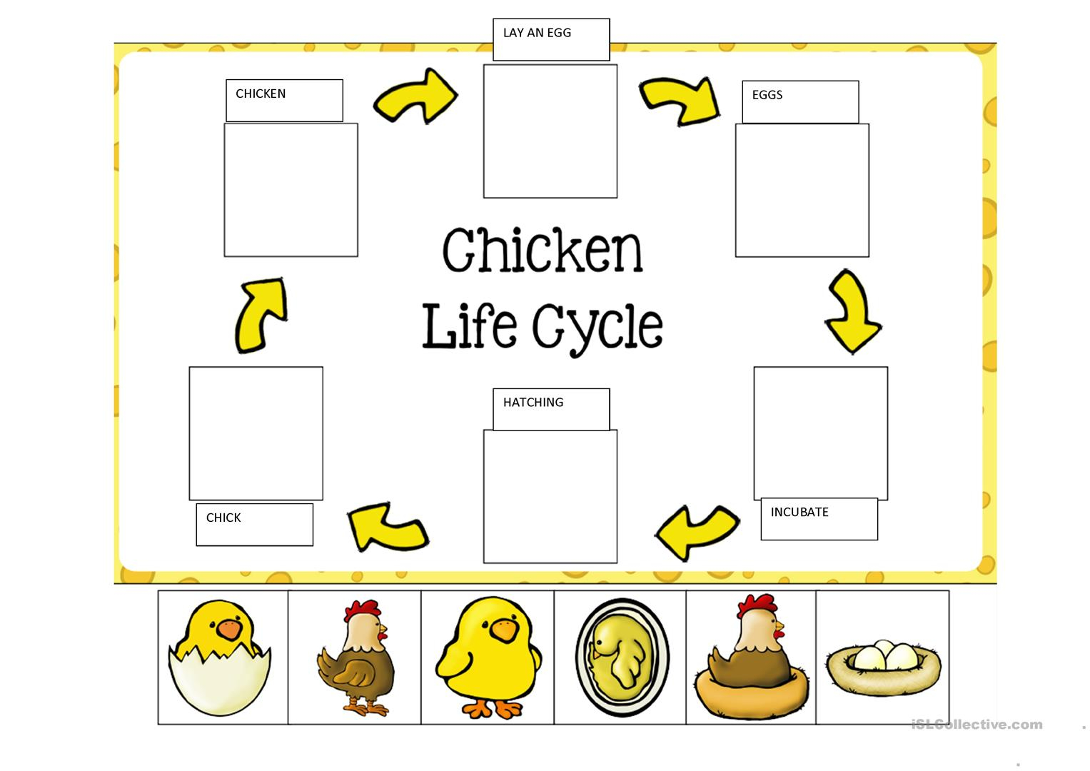 LIFE CYCLE OF A CHICKEN English ESL Worksheets For Distance Learning