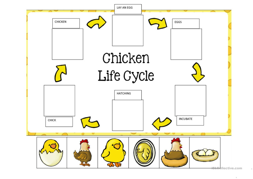 LIFE CYCLE OF A CHICKEN English ESL Worksheets For Distance Learning 