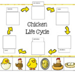 LIFE CYCLE OF A CHICKEN English ESL Worksheets For Distance Learning