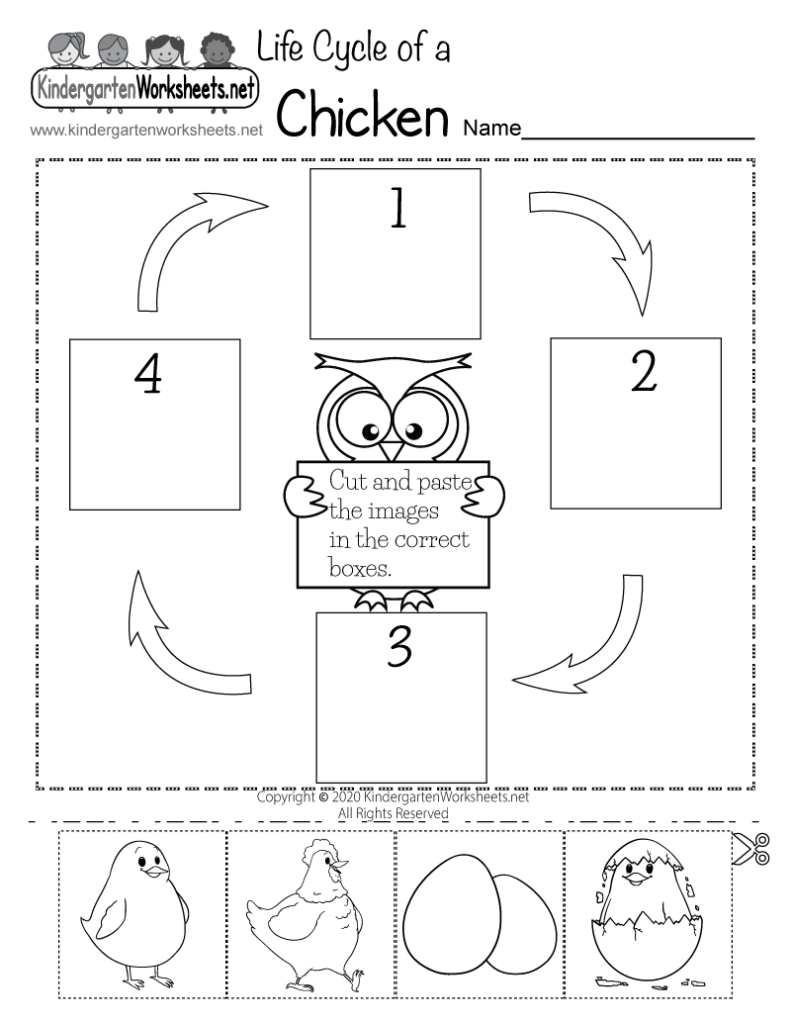 Life Cycle Of A Chicken Worksheet For Kindergarten Free Printable 