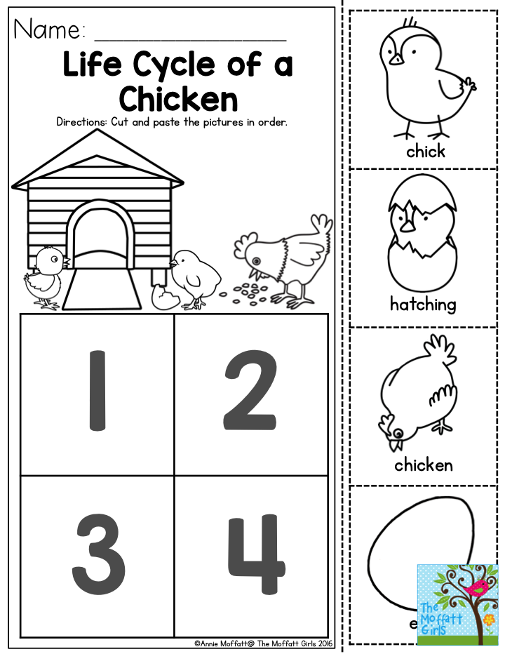 Life Cycle Of A Chicken Worksheet Google Search Life Cycles