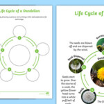 Life Cycle Of A Dandelion Activity teacher Made