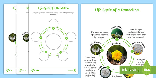 Life Cycle Of A Dandelion Activity teacher Made