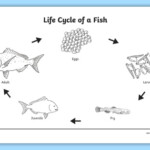 Life Cycle Of A Fish Colouring Page