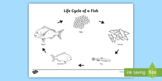 Life Cycle Of A Fish Colouring Page