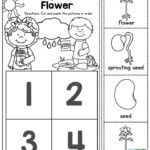 Life Cycle Of A Flower Preschoolers Love To Learn About How Things