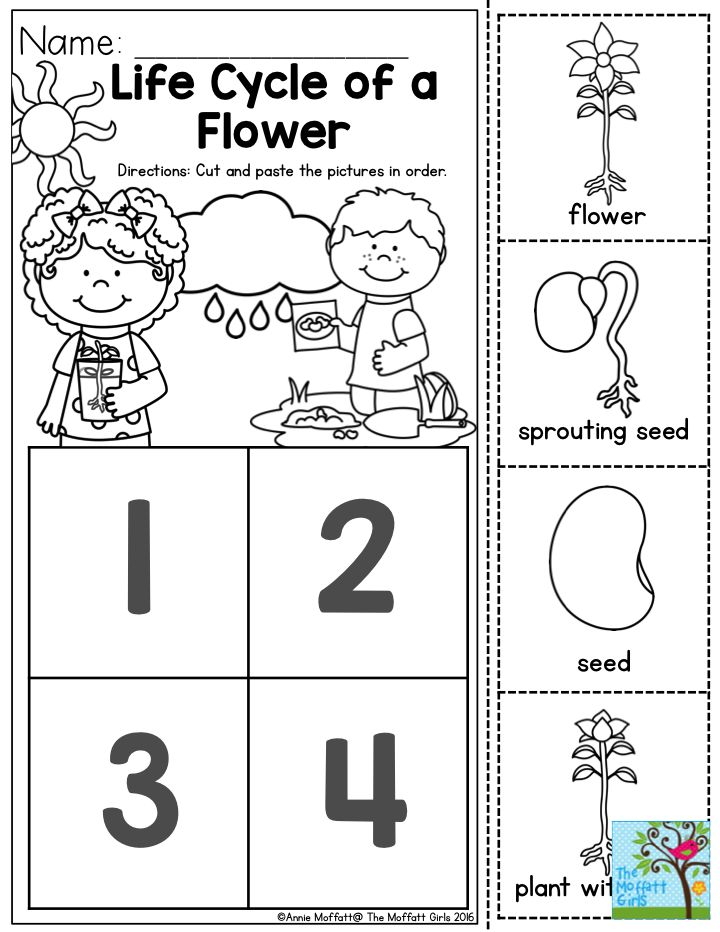 Life Cycle Of A Flower Preschoolers Love To Learn About How Things 