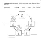 Life Cycle Of A Flowering Plant Worksheet