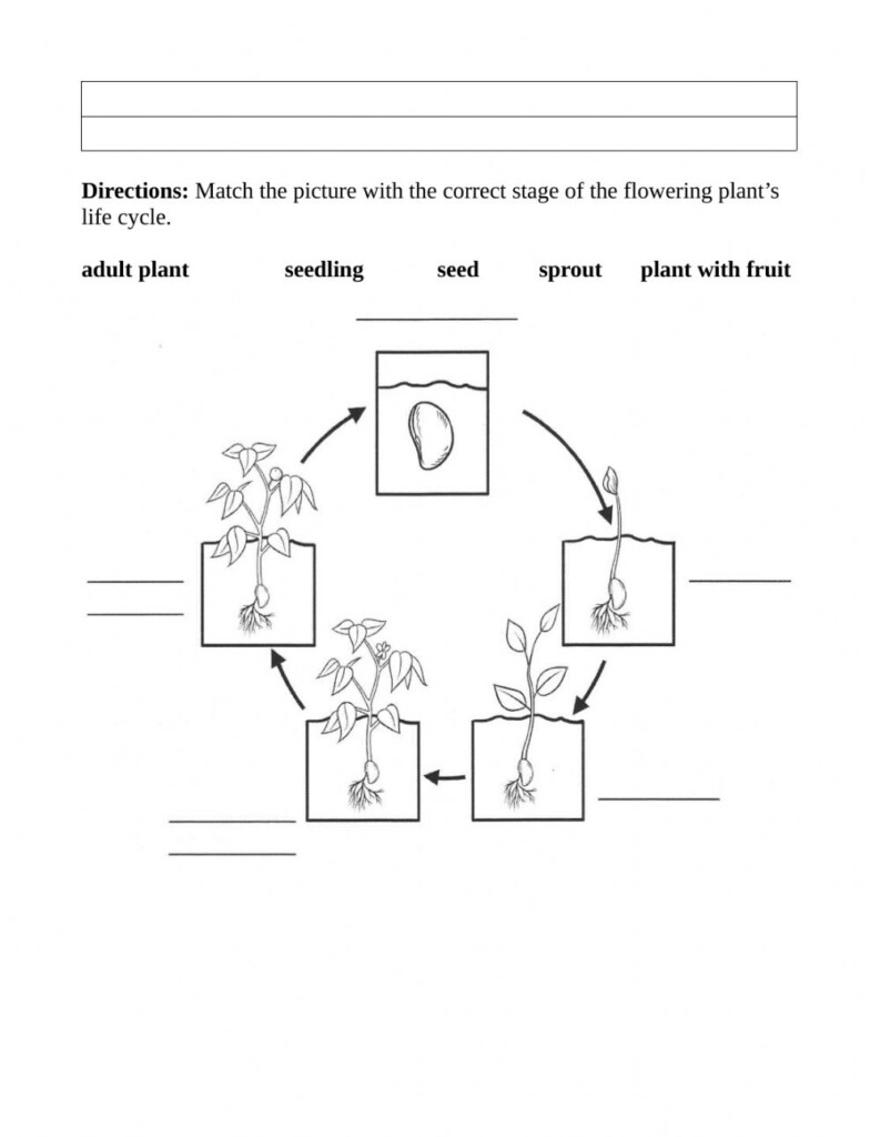 Life Cycle Of A Flowering Plant Worksheet