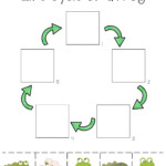 Life Cycle Of A Frog Exercise