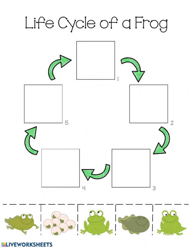 Life Cycle Of A Frog Exercise