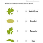 Life Cycle OF A Frog Free Educational Videos K 2 Readyteacher