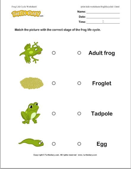 Life Cycle OF A Frog Free Educational Videos K 2 Readyteacher