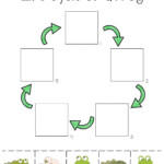 Life Cycle Of A Frog Life Cycle Worksheet Life Cycles Frog Life