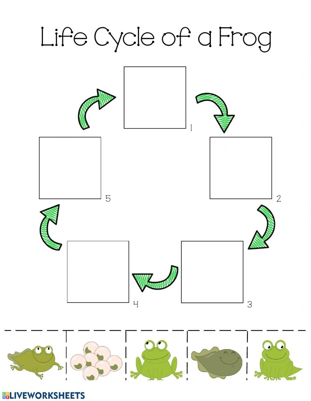 Life Cycle Of A Frog Life Cycle Worksheet Life Cycles Frog Life 