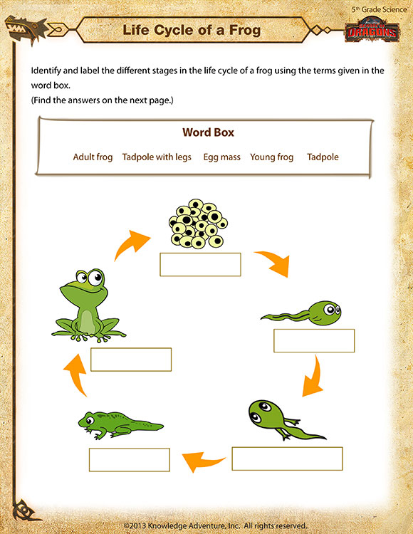 Life Cycle Of A Frog View Free 5th Grade Science Worksheet