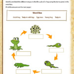 Life Cycle Of A Frog View Free 5th Grade Science Worksheet