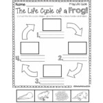 Life Cycle Of A Frog Worksheet Printables Frog Life Cycle Worksheet