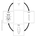 Life Cycle Of A Fruit Fly Life Cycles Assessment Sheet Printable Pdf